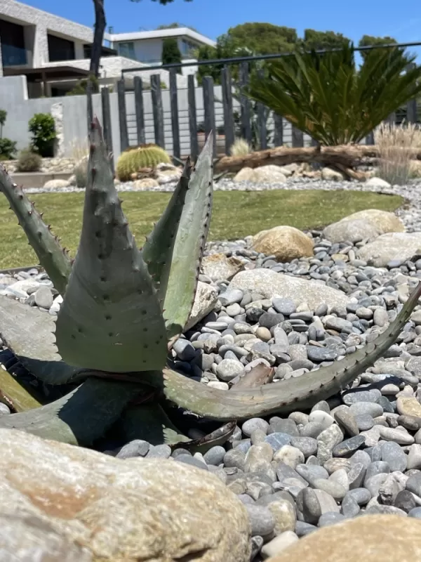 Les jardins de Tim a crée un gazon et des massifs méditerranéens à Casis , Aubagne, Les Jardins de Tim