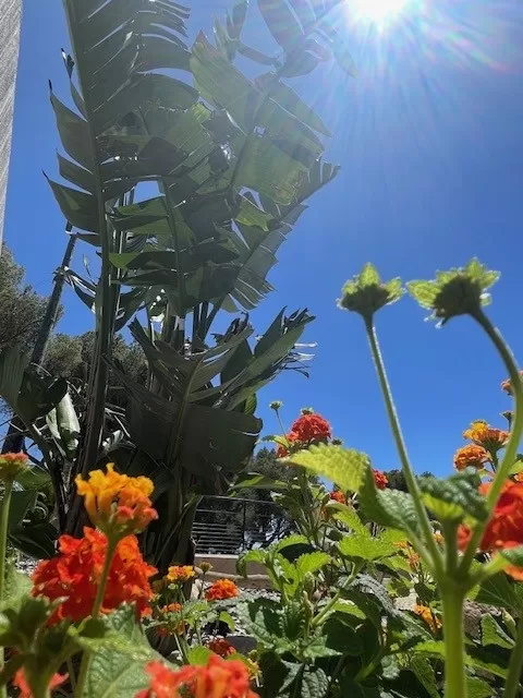 Les jardins de Tim a crée un gazon et des massifs méditerranéens à Cassis , Aubagne, Les Jardins de Tim