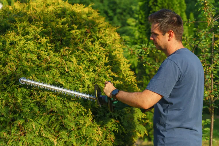 Faire appel à un professionnel pour la taile de haies à Aubagne, Aubagne, Les Jardins de Tim