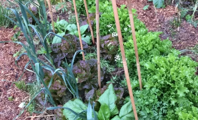 Aménagement de jardins, Aubagne, Les Jardins de Tim