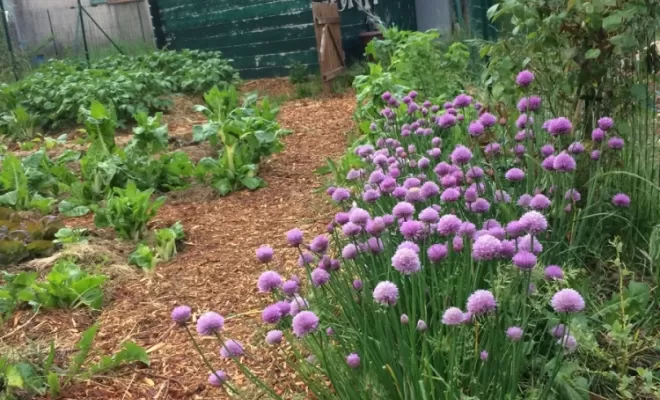 Aménagement de jardins, Aubagne, Les Jardins de Tim