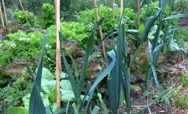 Aménagement de jardins, Aubagne, Les Jardins de Tim