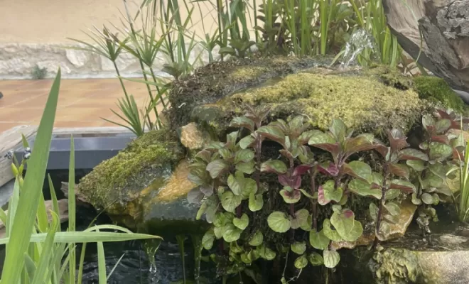 Création de jardins, Aubagne, Les Jardins de Tim
